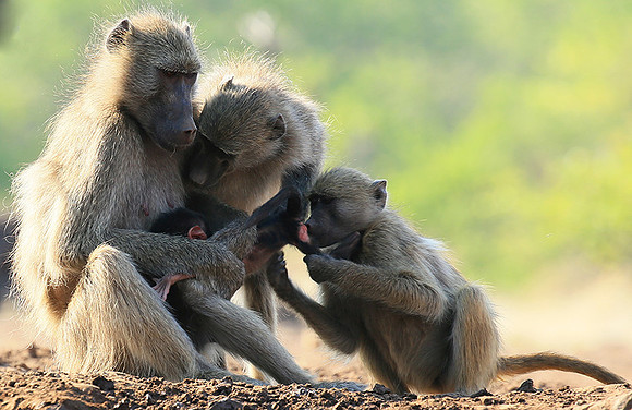 At Mashatu game reserve
