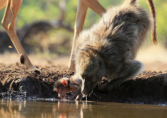 At Mashatu game reserve