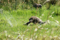 Chacma baboon - Duba Plains