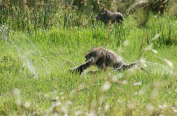 Chacma baboon - Duba Plains