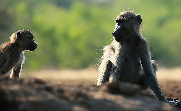 At Mashatu game reserve