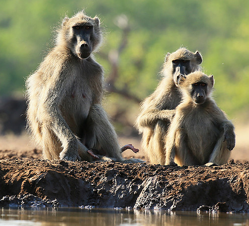 At Mashatu game reserve