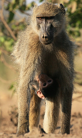At Mashatu game reserve