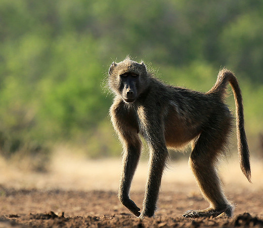 At Mashatu game reserve