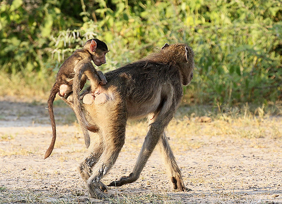 Chacma baboon - Moremi game reserve