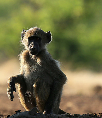 At Mashatu game reserve