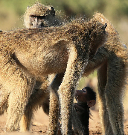 At Mashatu game reserve