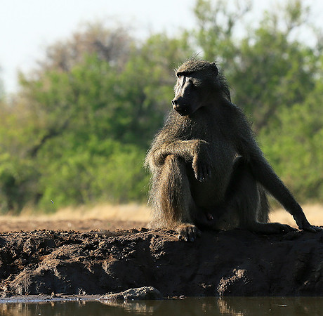 At Mashatu game reserve