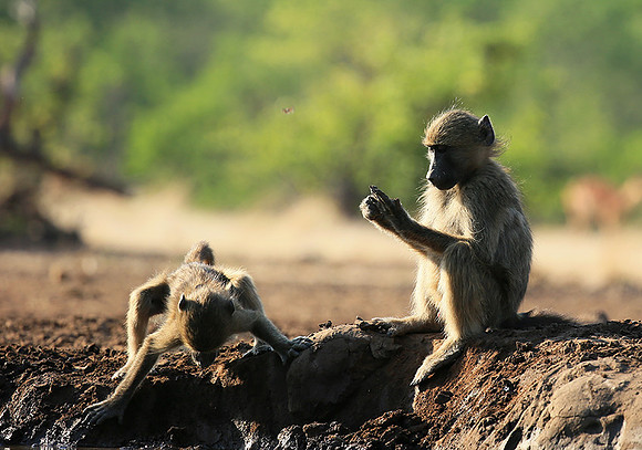At Mashatu game reserve