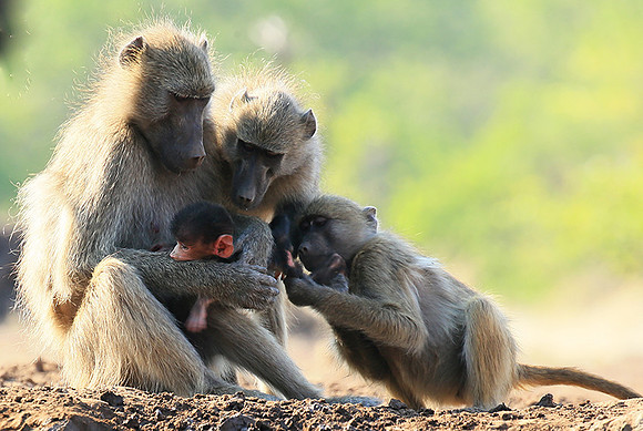At Mashatu game reserve