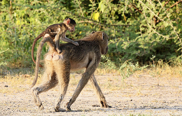 Chacma baboon - Moremi game reserve