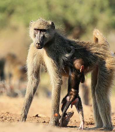 At Mashatu game reserve
