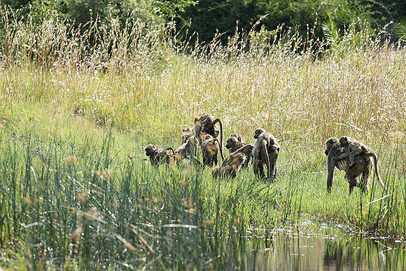 Chacma baboon - Duba Plains