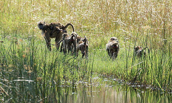 Chacma baboon - Duba Plains