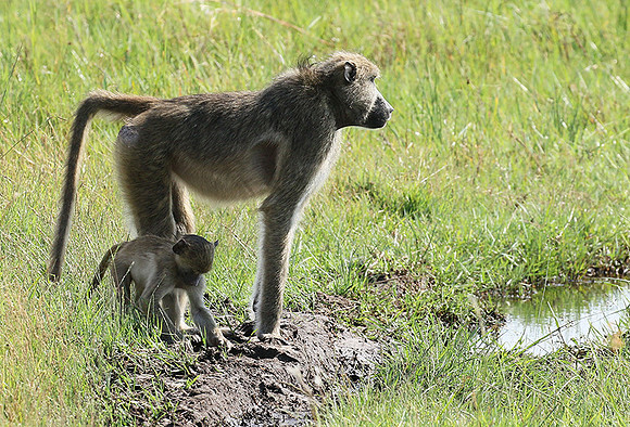 Chacma baboon - Duba Plains