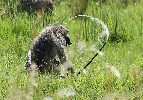 Chacma baboon - Duba Plains