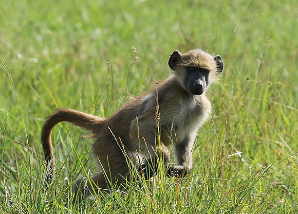 Chacma baboon - Duba Plains