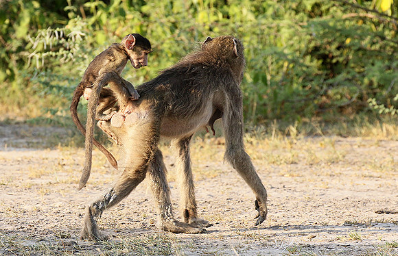 Chacma baboon - Moremi game reserve