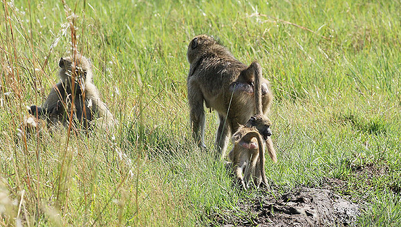 Chacma baboon - Duba Plains
