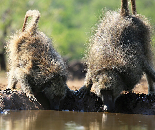 At Mashatu game reserve