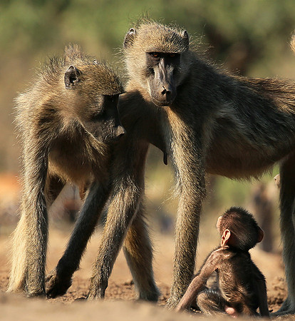 At Mashatu game reserve