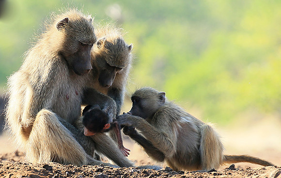 At Mashatu game reserve