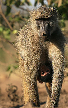 At Mashatu game reserve
