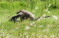 Chacma baboon - Duba Plains