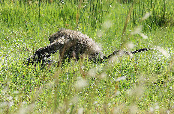 Chacma baboon - Duba Plains