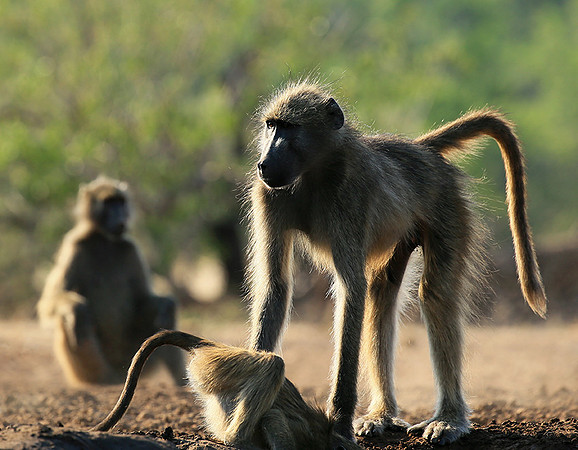 At Mashatu game reserve