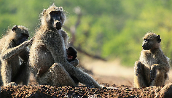 At Mashatu game reserve
