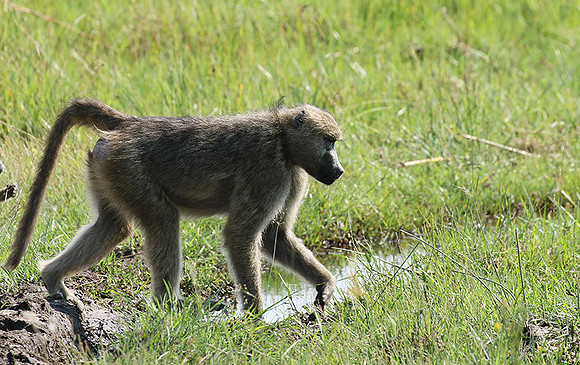Chacma baboon - Duba Plains