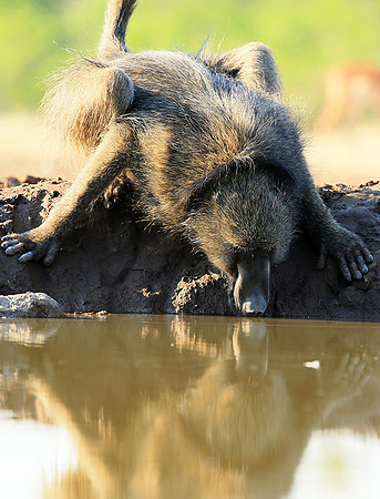 At Mashatu game reserve