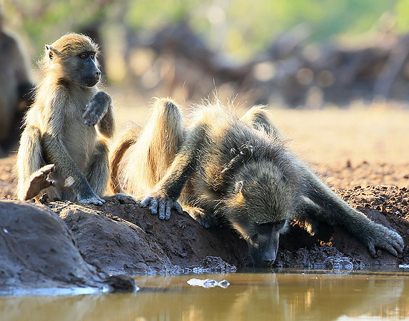 At Mashatu game reserve