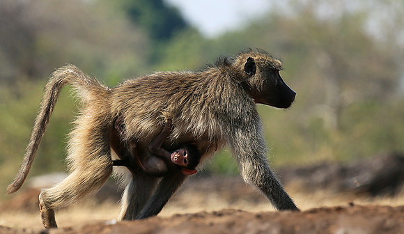At Mashatu game reserve