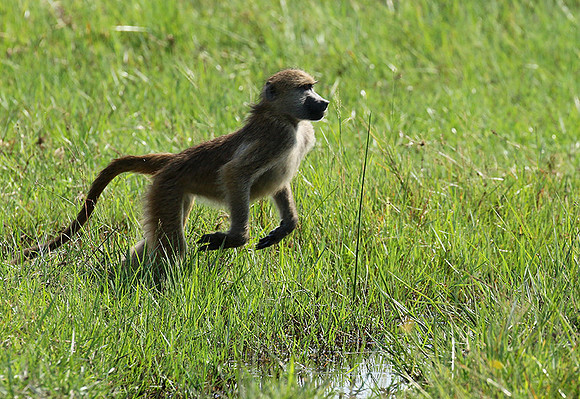 Chacma baboon - Duba Plains - Delta Okavango