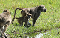 Chacma baboon - Duba Plains