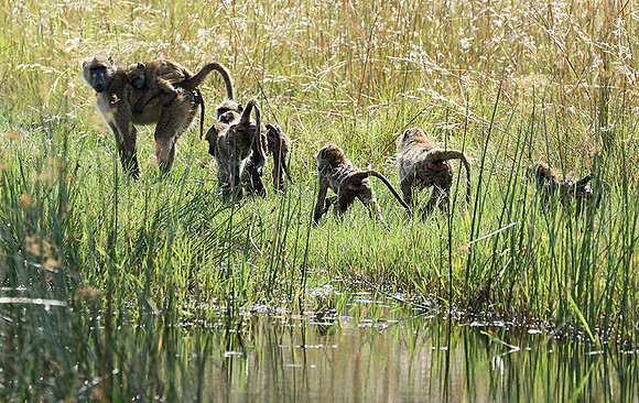 Chacma baboon - Duba Plains