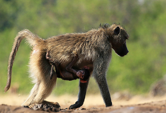 At Mashatu game reserve
