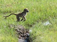 Chacma baboon - Duba Plains