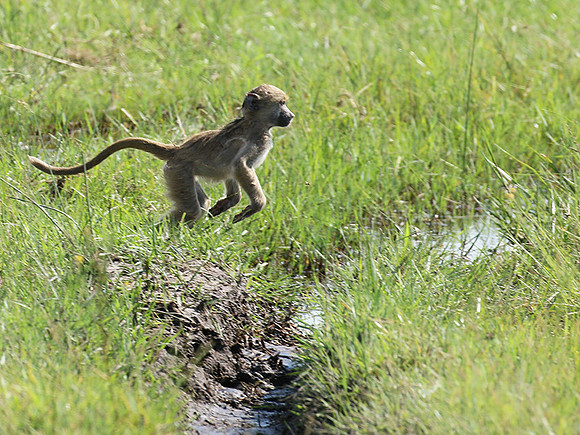 Chacma baboon - Duba Plains
