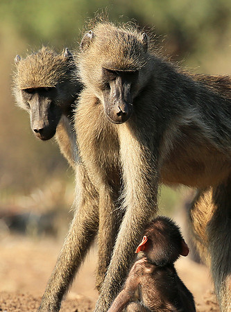 At Mashatu game reserve