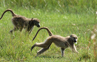 Chacma baboon - Duba Plains