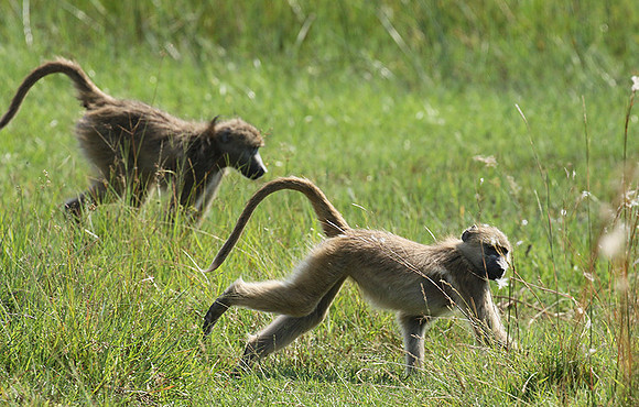Chacma baboon - Duba Plains
