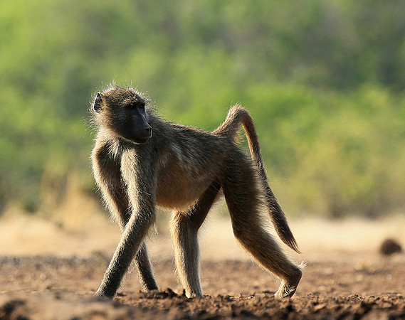 At Mashatu game reserve