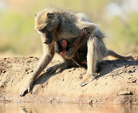 At Mashatu game reserve