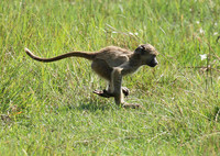 Chacma baboon - Duba Plains