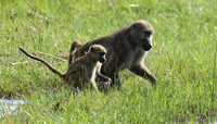 Chacma baboon - Duba Plains