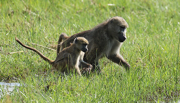 Chacma baboon - Duba Plains