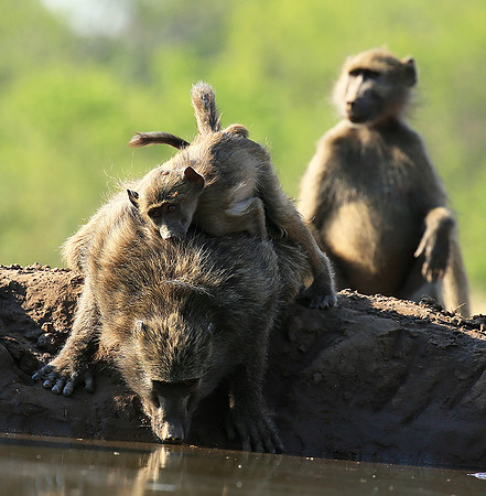 At Mashatu game reserve
